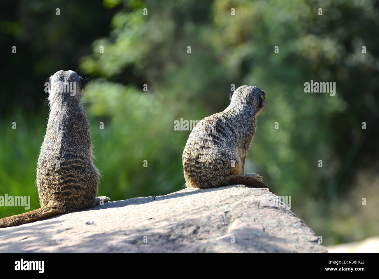 meerkats Stock Photo