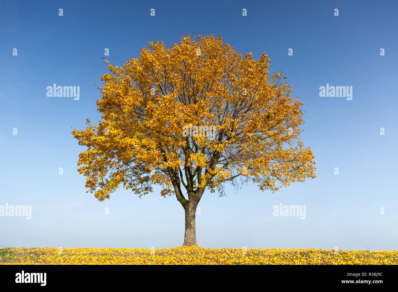 maple tree in fall Stock Photo