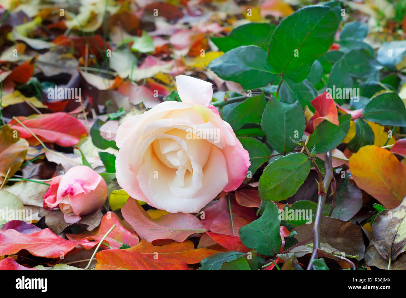 Fallen roses hi-res stock photography and images - Alamy