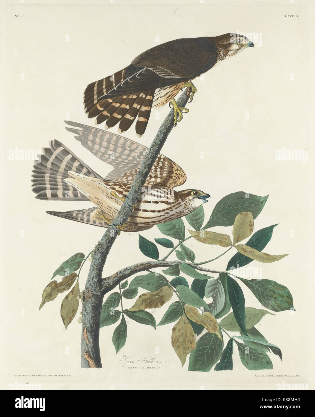 Pigeon Hawk. Dated: 1830. Medium: hand-colored etching and aquatint on Whatman paper. Museum: National Gallery of Art, Washington DC. Author: Robert Havell after John James Audubon. Stock Photo