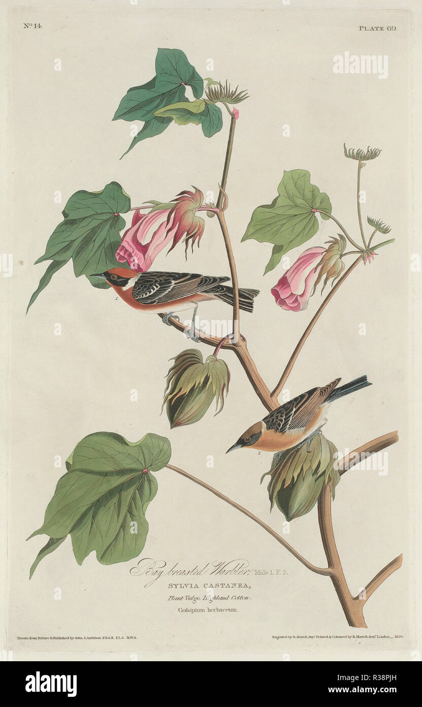 Bay-breasted Warbler. Dated: 1829. Medium: hand-colored etching and aquatint on Whatman paper. Museum: National Gallery of Art, Washington DC. Author: Robert Havell after John James Audubon. Stock Photo
