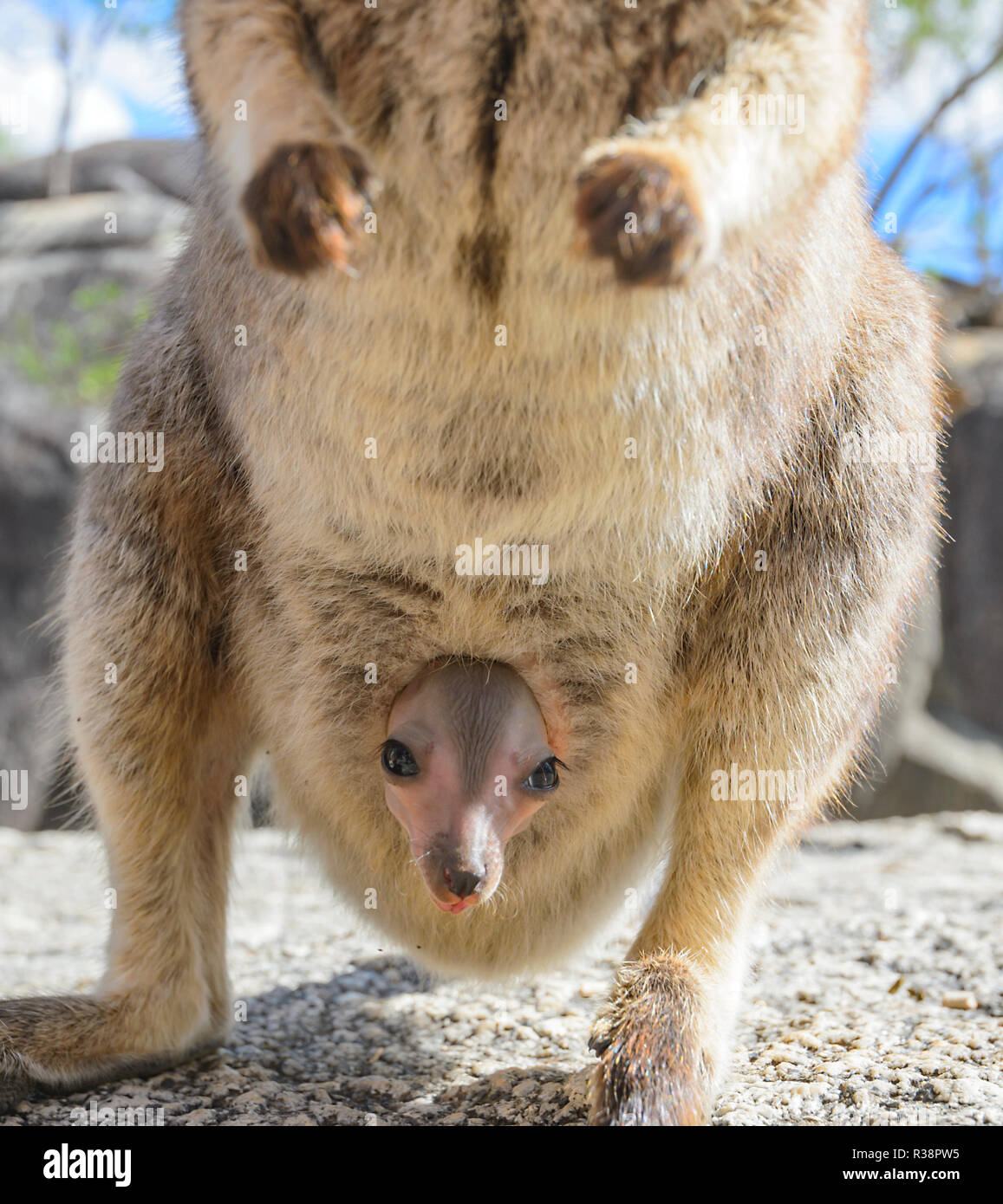 Endangered Mareeba Unadorned Rock Wallaby with joey in her pouch (Petrogale inornata, Mareeba race), Granite Gorge Nature Park, Atherton Tablelands, Stock Photo