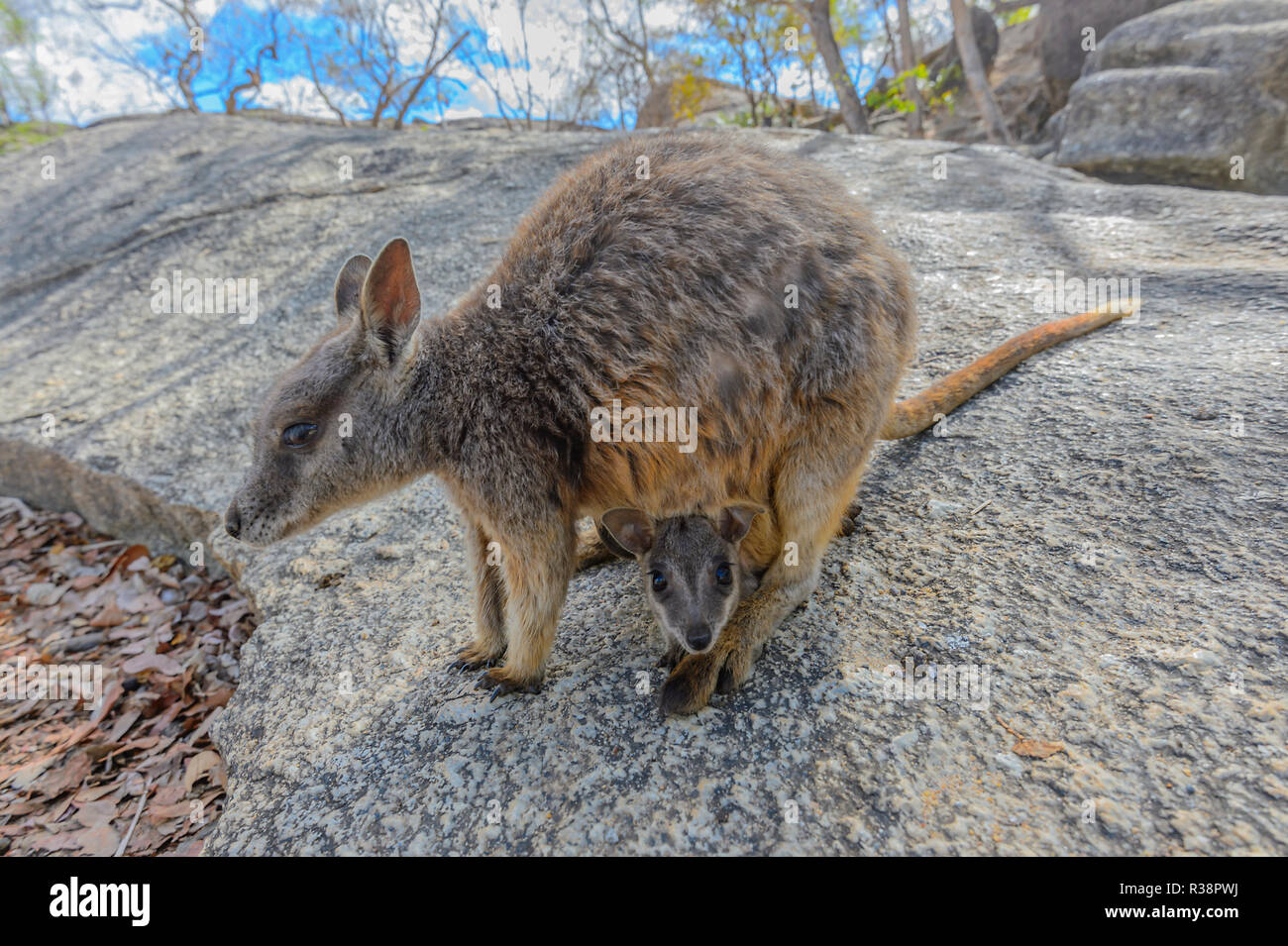 Endangered Mareeba Unadorned Rock Wallaby with joey in her pouch (Petrogale inornata, Mareeba race), Granite Gorge Nature Park, Atherton Tablelands, F Stock Photo