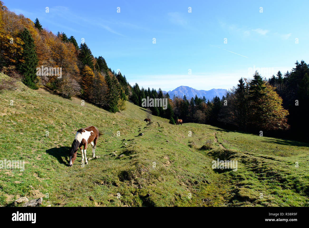 Friesian horse dressage hi-res stock photography and images - Alamy