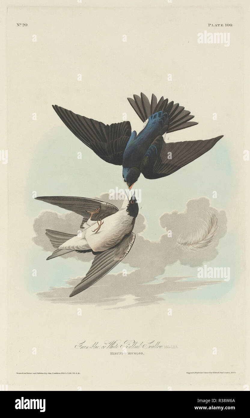 Green-blue or White-bellied Swallow. Dated: 1830. Medium: hand-colored etching and aquatint on Whatman paper. Museum: National Gallery of Art, Washington DC. Author: Robert Havell after John James Audubon. Stock Photo