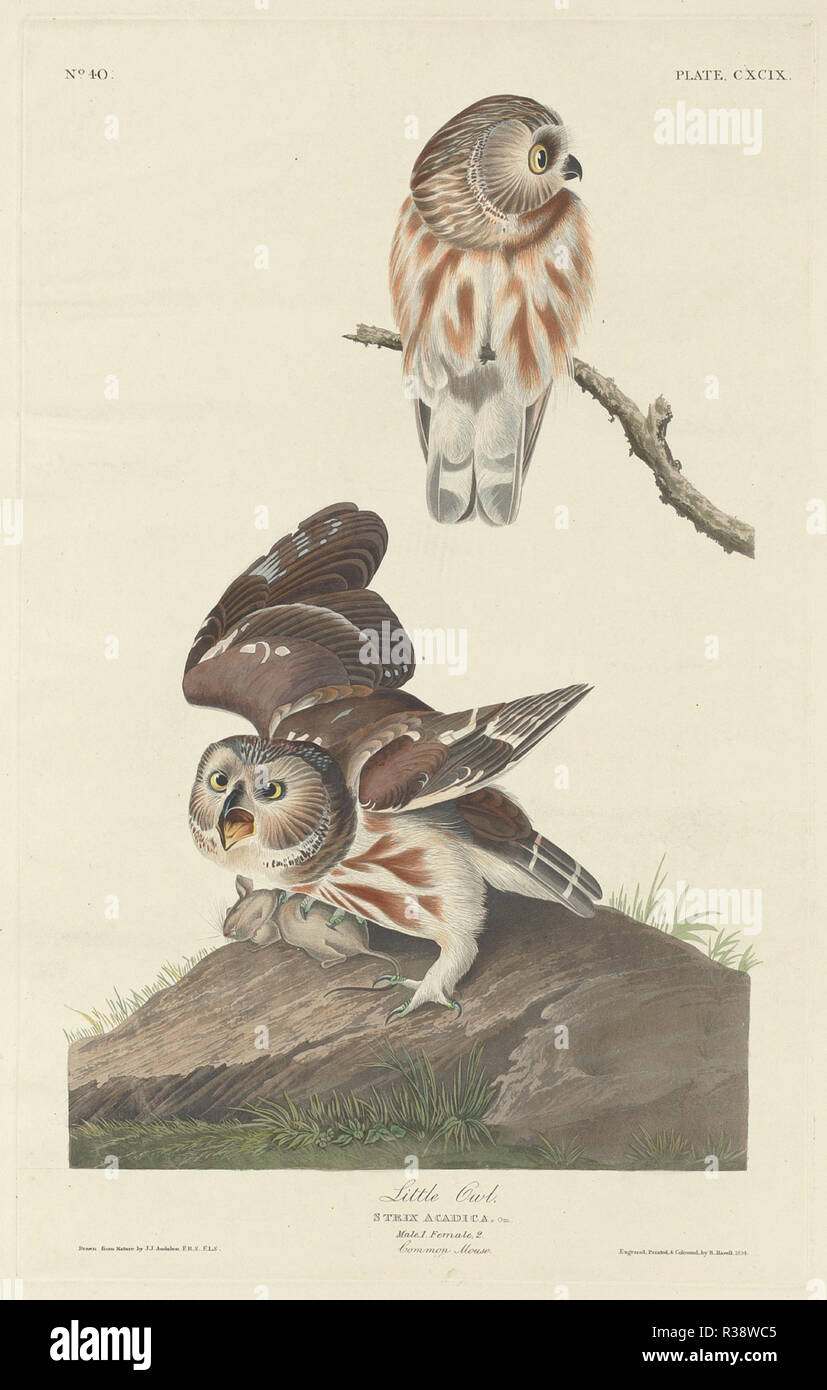 Little Owl. Dated: 1834. Medium: hand-colored etching and aquatint on Whatman paper. Museum: National Gallery of Art, Washington DC. Author: Robert Havell after John James Audubon. Stock Photo