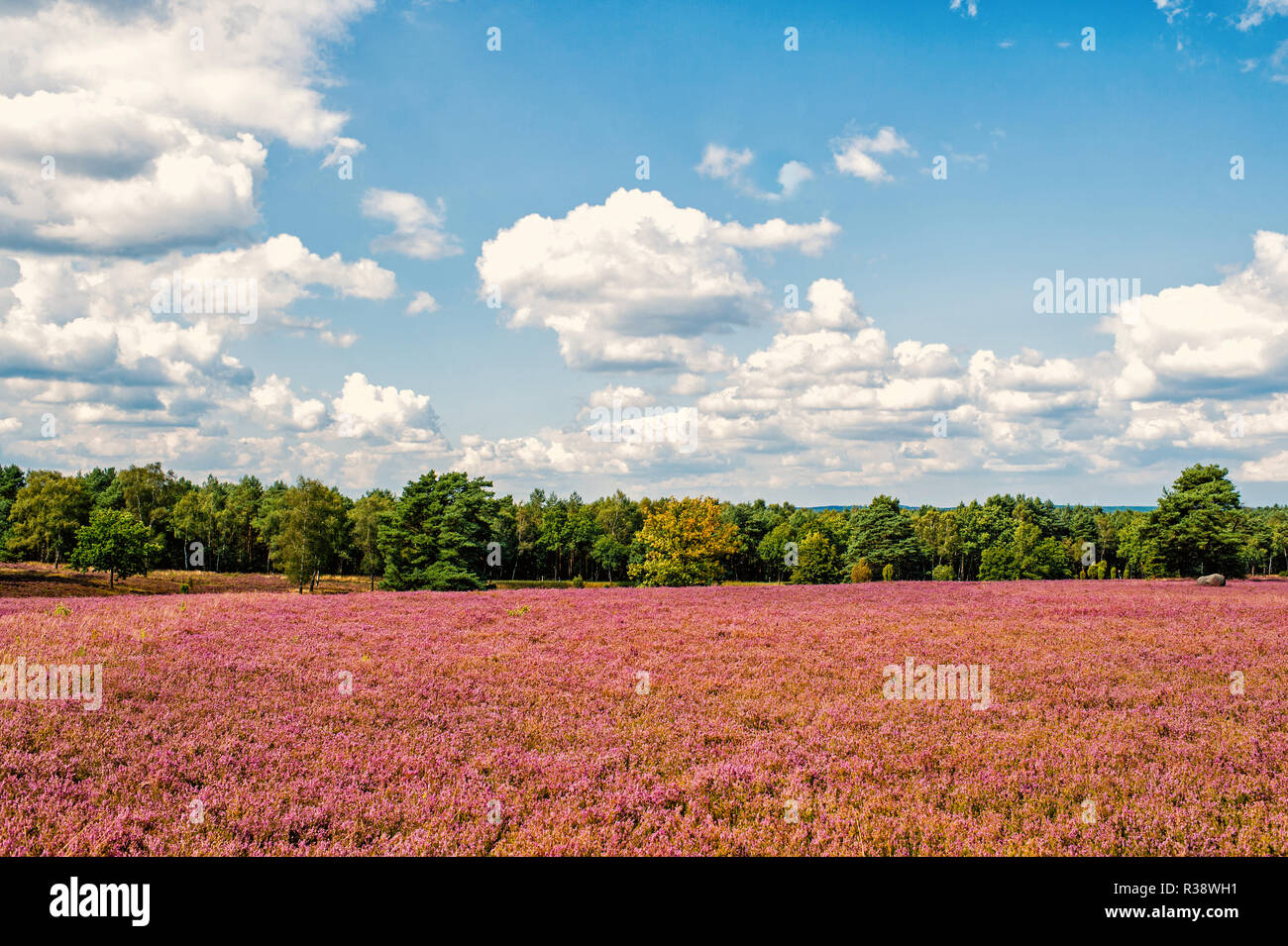 Lueneburger heath lower germany europe hi-res stock photography and ...