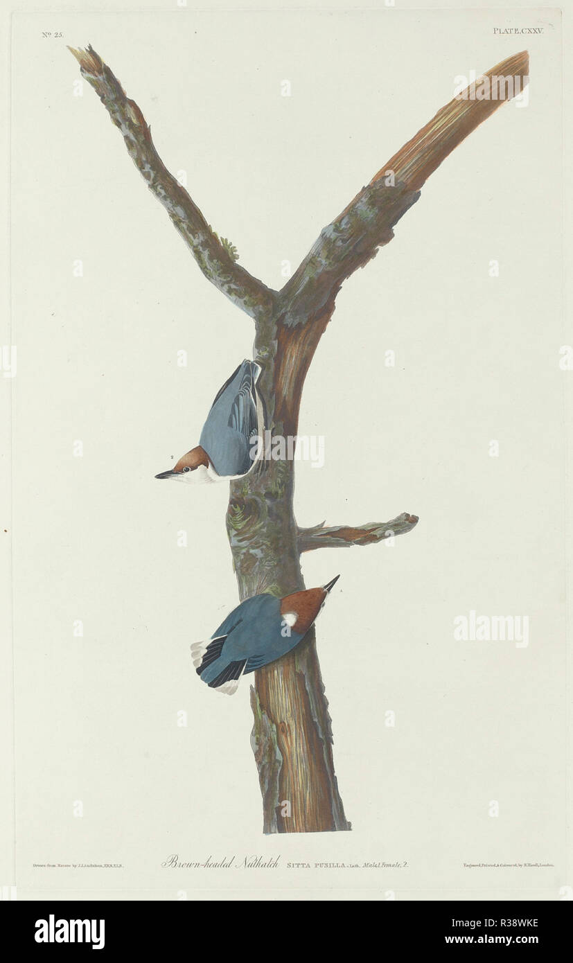 Brown-Headed Nuthatch. Dated: 1831. Medium: hand-colored etching and aquatint on Whatman paper. Museum: National Gallery of Art, Washington DC. Author: Robert Havell after John James Audubon. AUDUBON, JOHN JAMES. Stock Photo