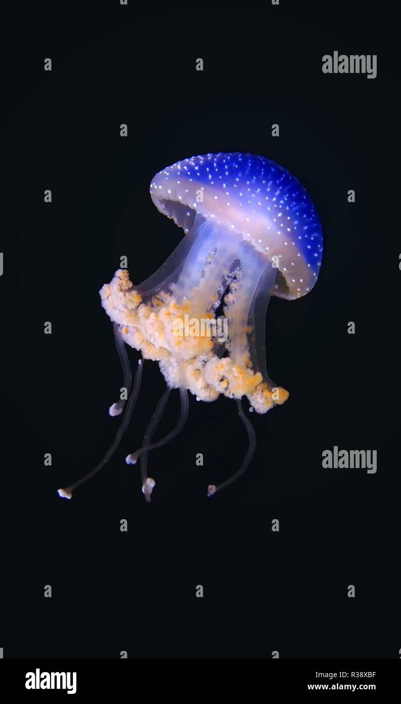 jellyfish in blue underwater Stock Photo