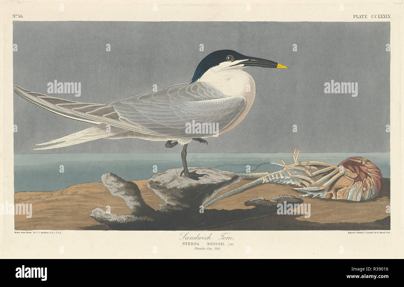 Sandwich Tern. Dated: 1835. Medium: hand-colored etching and aquatint on Whatman paper. Museum: National Gallery of Art, Washington DC. Author: Robert Havell after John James Audubon. Stock Photo