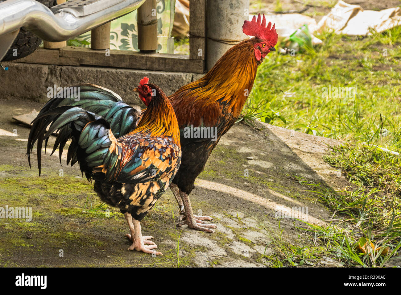 Rooster and Chicken Bali Indonesia Stock Photo Alamy