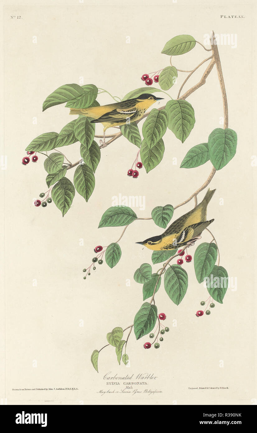 Carbonated Warbler. Dated: 1829. Medium: hand-colored etching and aquatint on Whatman paper. Museum: National Gallery of Art, Washington DC. Author: Robert Havell after John James Audubon. Stock Photo