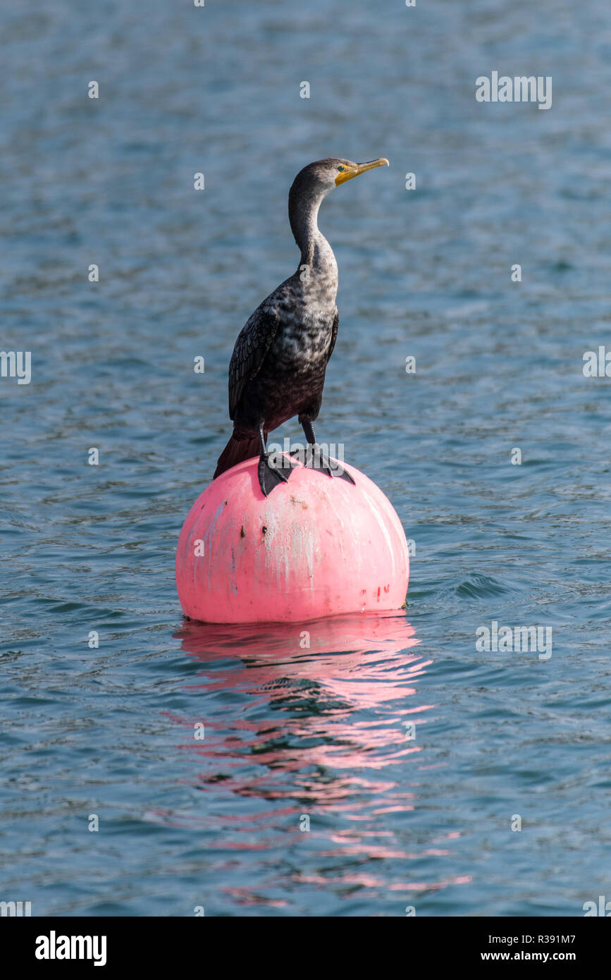 Double-Crested Cormorant balanced webbed feet perfectly on ocean cove buoy while taking a rest. Stock Photo