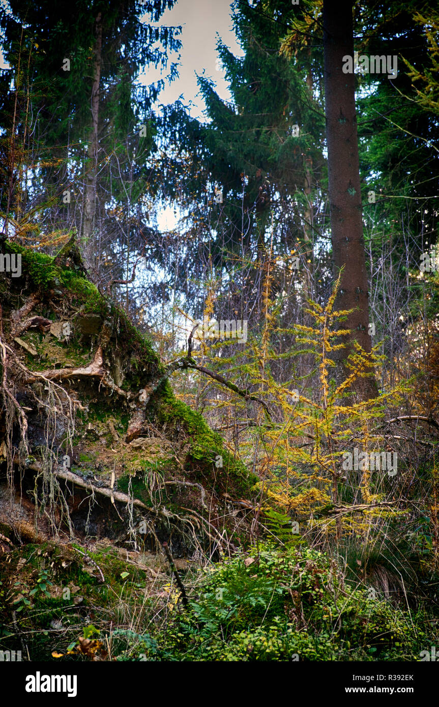 Impressions in the beech forest hi-res stock photography and images - Alamy
