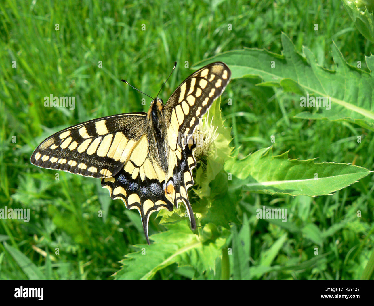 swallowtail (papilio machaon) Stock Photo