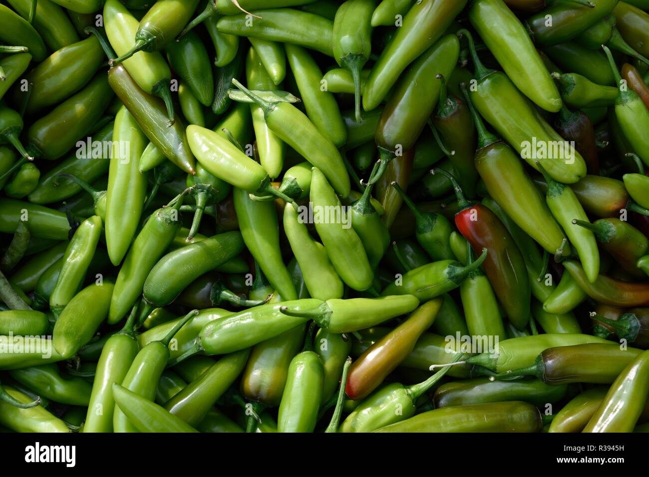 Green Chilli Stem High Resolution Stock Photography and Images - Alamy