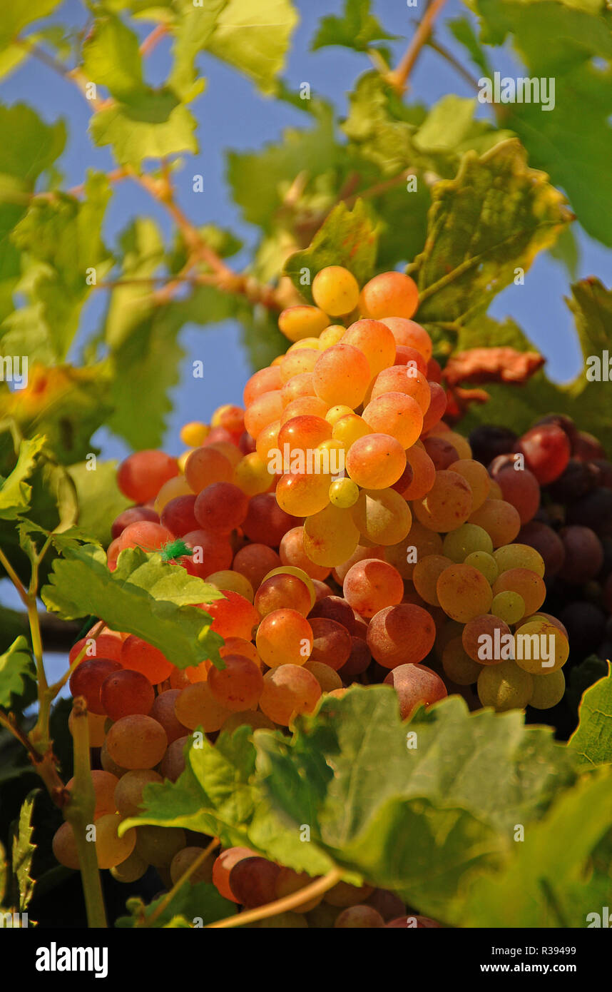 grapes Stock Photo