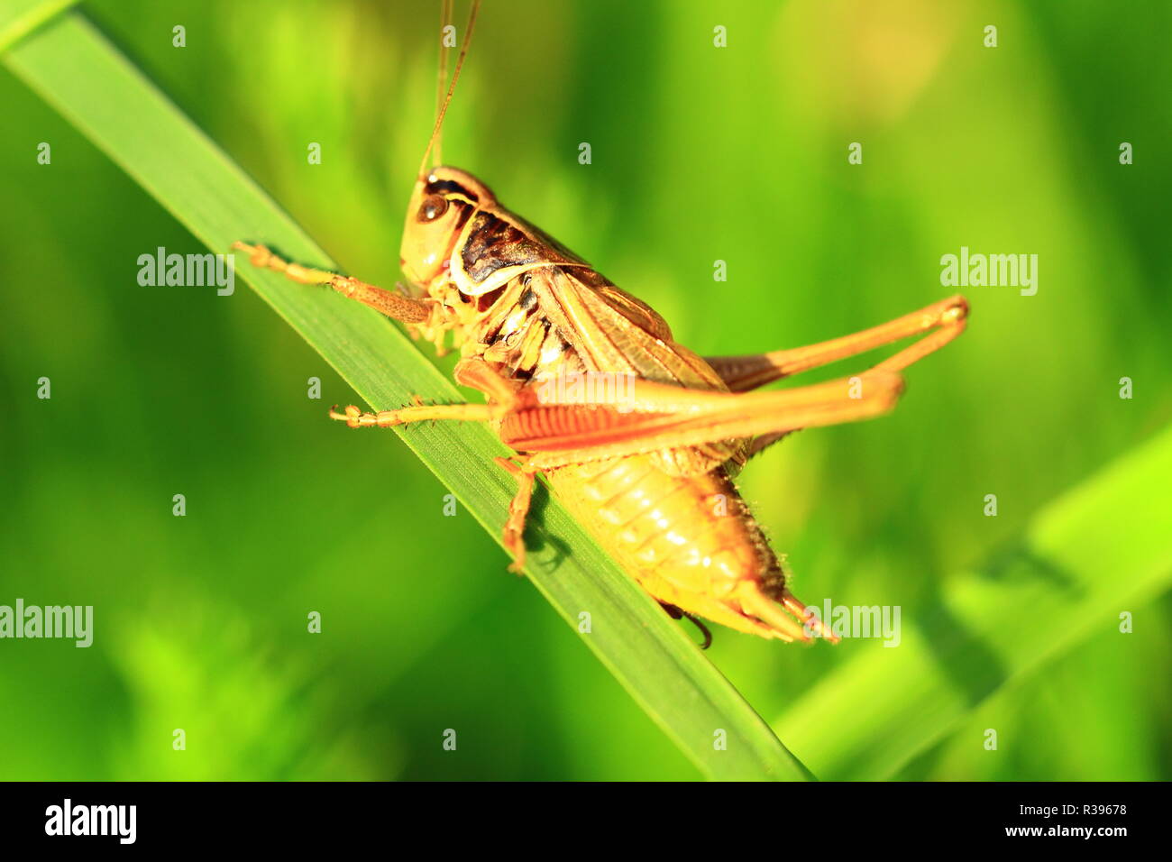 insect Stock Photo