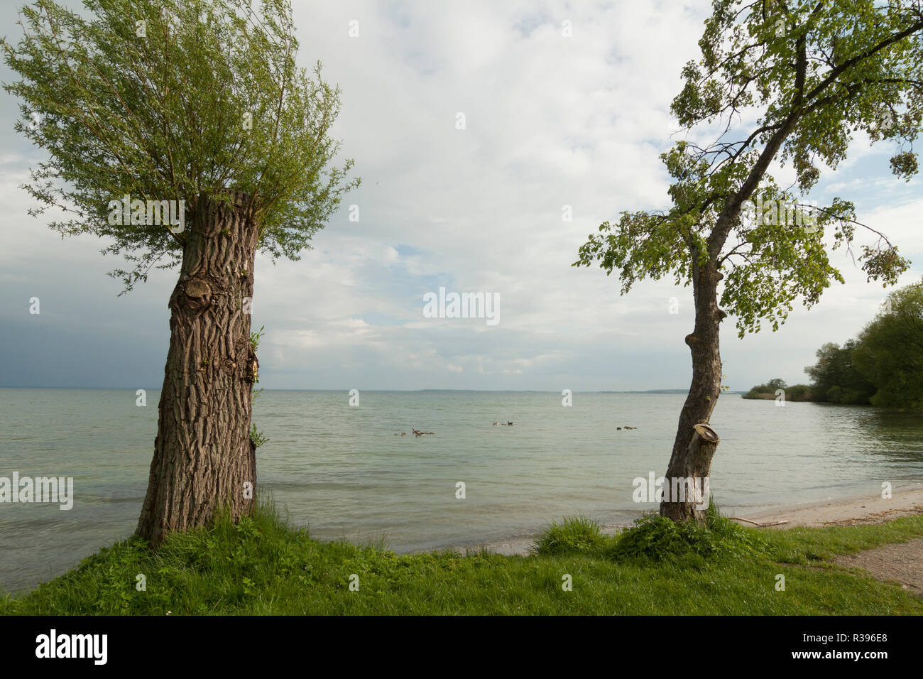 Mauritz Ritz trees at mürritz Stock Photo - Alamy