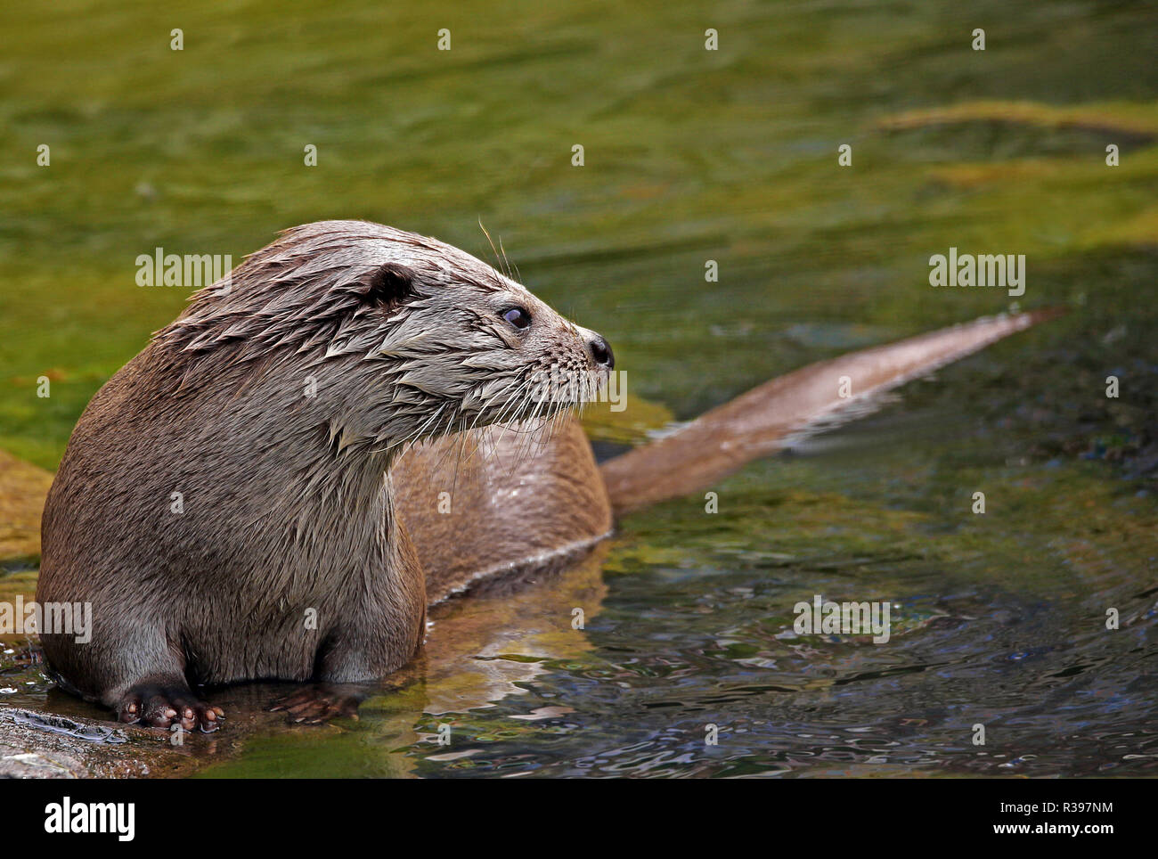 otter Stock Photo