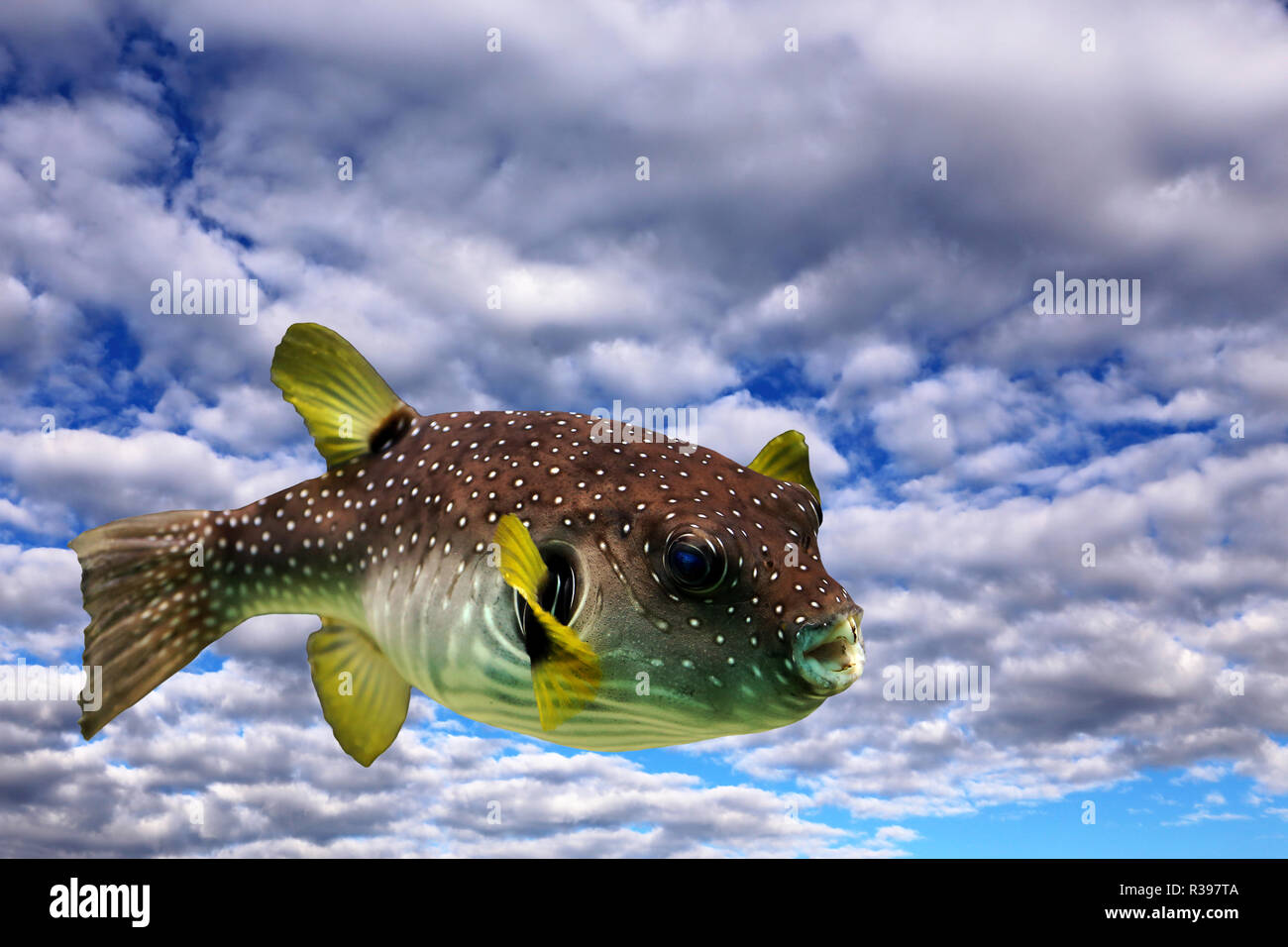 flying puffer ii Stock Photo