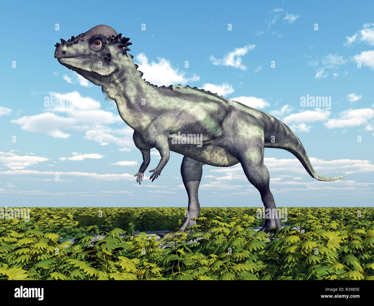 Dinosaur Pachycephalosaurus Stock Photo Alamy Dinosaur Pachycephalosaurus Stock Photo Alamy