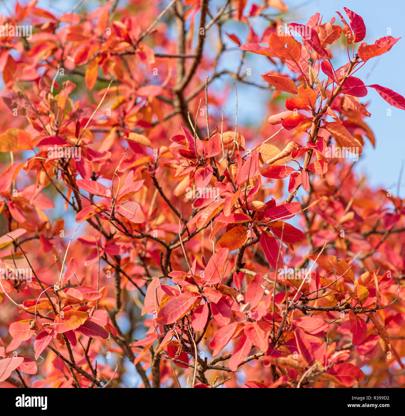 yellow and red leaves of Cotinus coggygria , close up Stock Photo