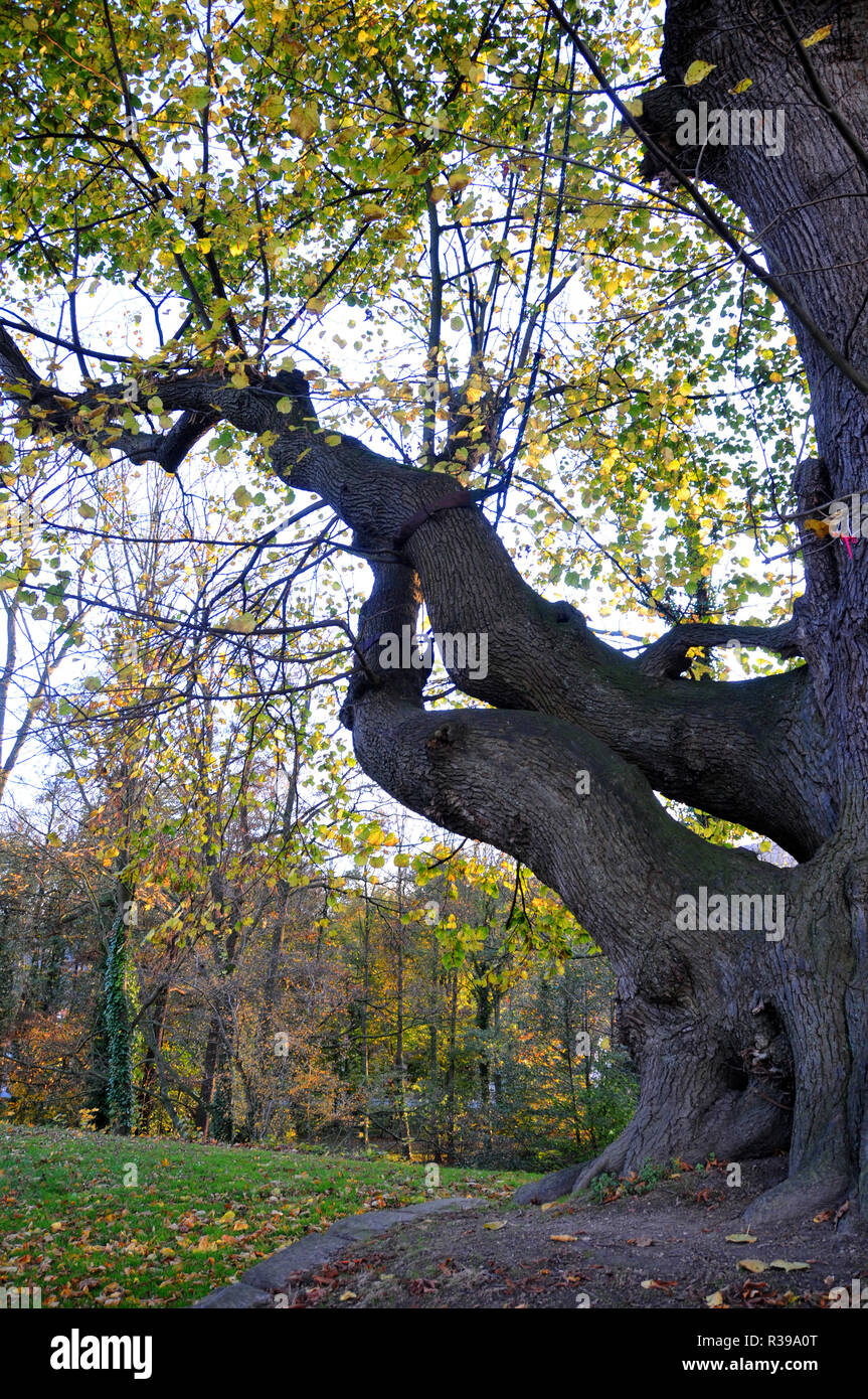 branch of the peter linde Stock Photo