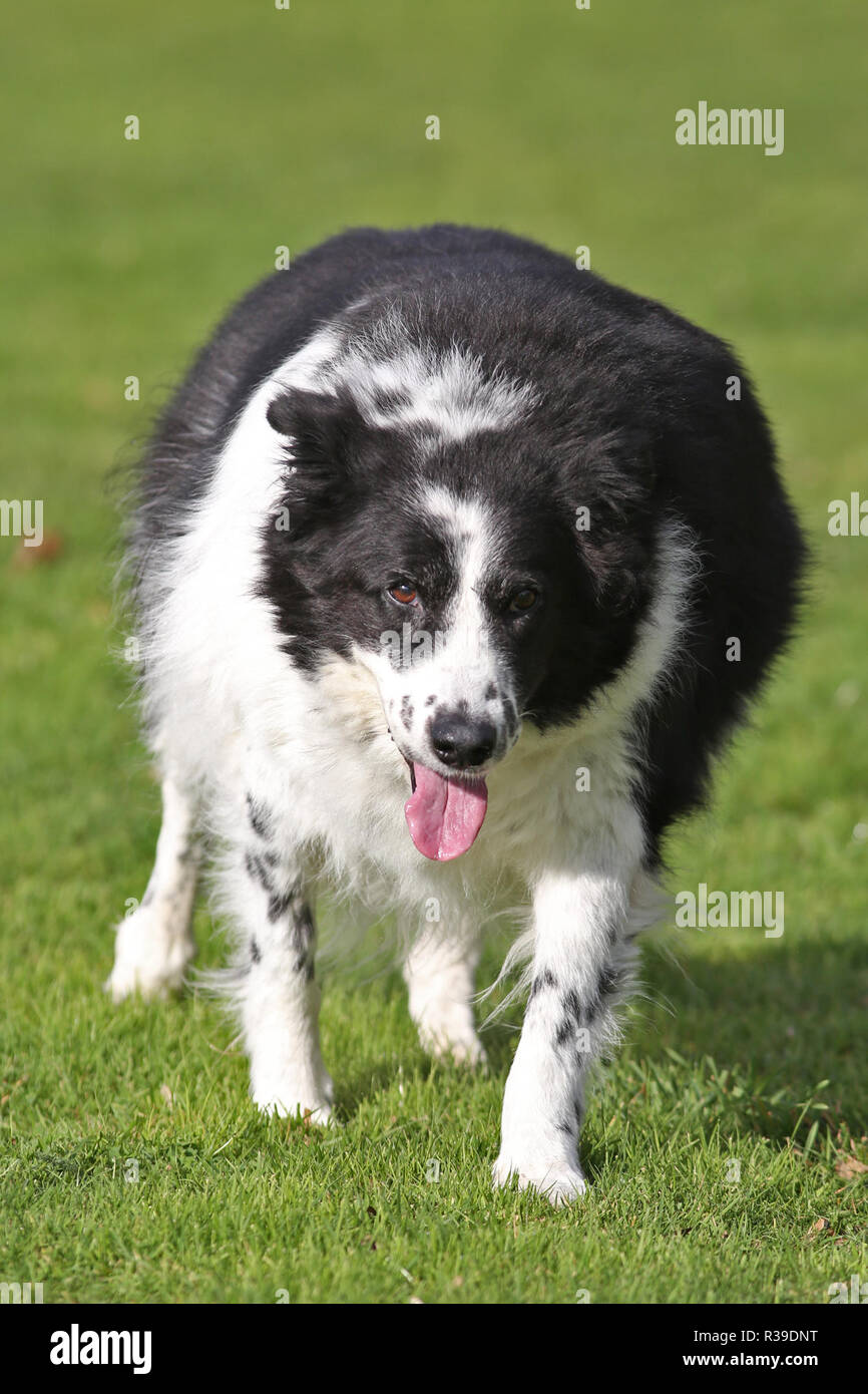 gables farm dogs