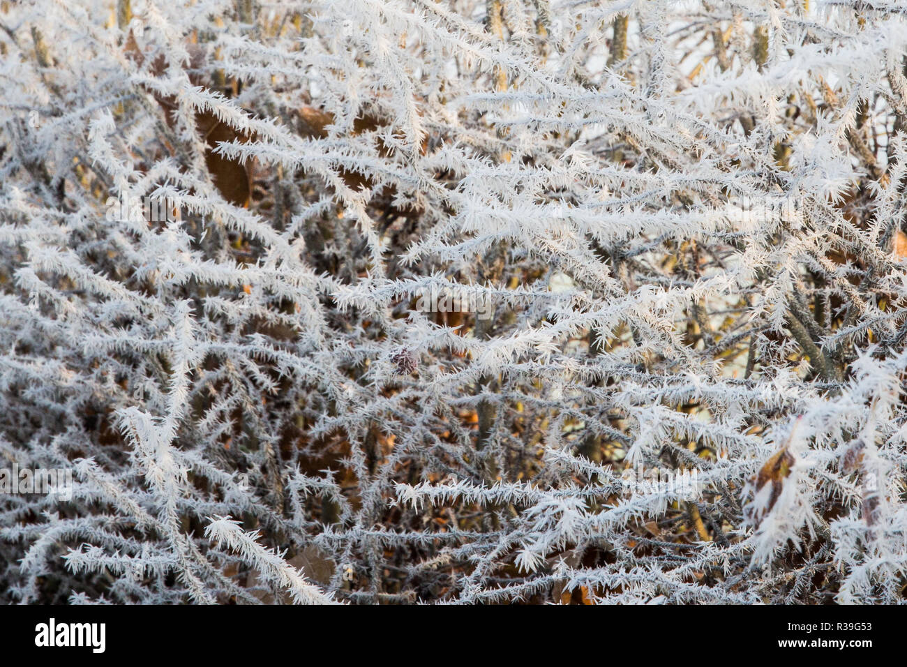 Windsor, UK. 22nd November, 2018. A heavy frost alongside the Long Walk in Windsor Great Park. After the coldest night since February, there was widespread frost and freezing fog in Berkshire this morning but temperatures are expected to rise for a few days from tomorrow to more normal temperatures for November. Credit: Mark Kerrison/Alamy Live News Stock Photo