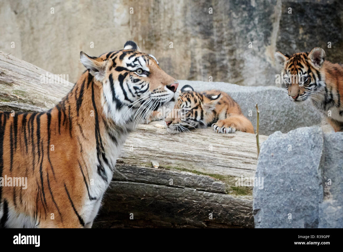 Berlin, Germany. 22nd Nov, 2018. For the first time, the four tiger babies and their mom explore the rock complex in the Tierpark Berlin. The quartet consists of two males and two females born on 4.8.2018. Credit: Annette Riedl/dpa/ZB/dpa/Alamy Live News Stock Photo