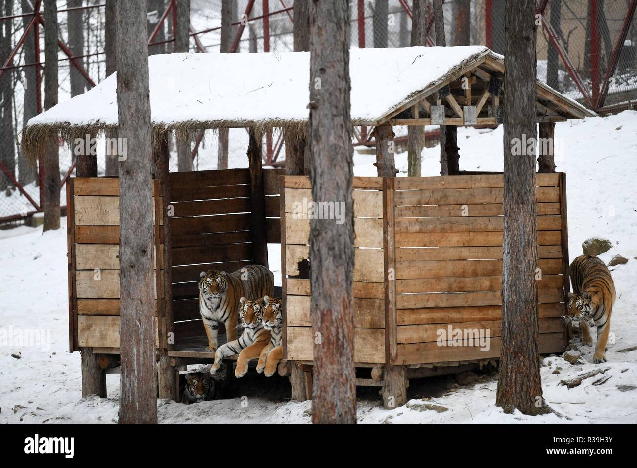 Harbin, China's Heilongjiang Province. 22nd Nov, 2018. Siberian tigers play at the China Hengdaohezi Feline Breeding Center in Hailin City, northeast China's Heilongjiang Province, Nov. 22, 2018. Credit: Wang Jianwei/Xinhua/Alamy Live News Stock Photo