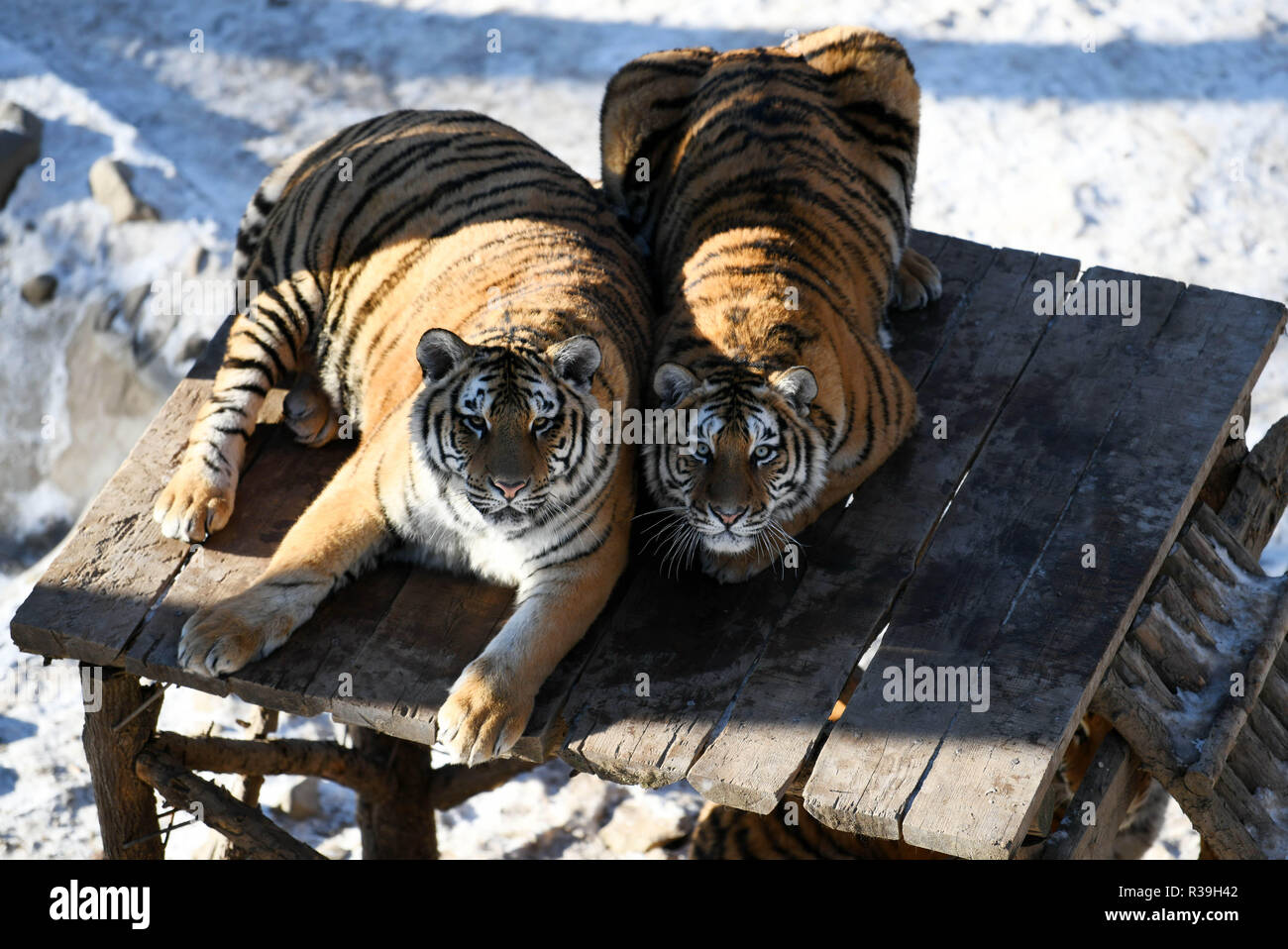 Harbin, China's Heilongjiang Province. 21st Nov, 2018. Siberian tigers play at the China Hengdaohezi Feline Breeding Center in Hailin City, northeast China's Heilongjiang Province, Nov. 21, 2018. Credit: Wang Jianwei/Xinhua/Alamy Live News Stock Photo