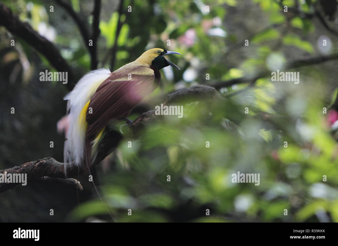 Bogor, West Java, Indonesia. 22nd Nov, 2018. Bird of Paradise from Papua (Paradisaea rubra) is seen at the Taman Safari Zoo.Safari park zoo (Taman Safari) Indonesia has a large collection of wild and rare animals. Credit: Adriana Adinandra/SOPA Images/ZUMA Wire/Alamy Live News Stock Photo