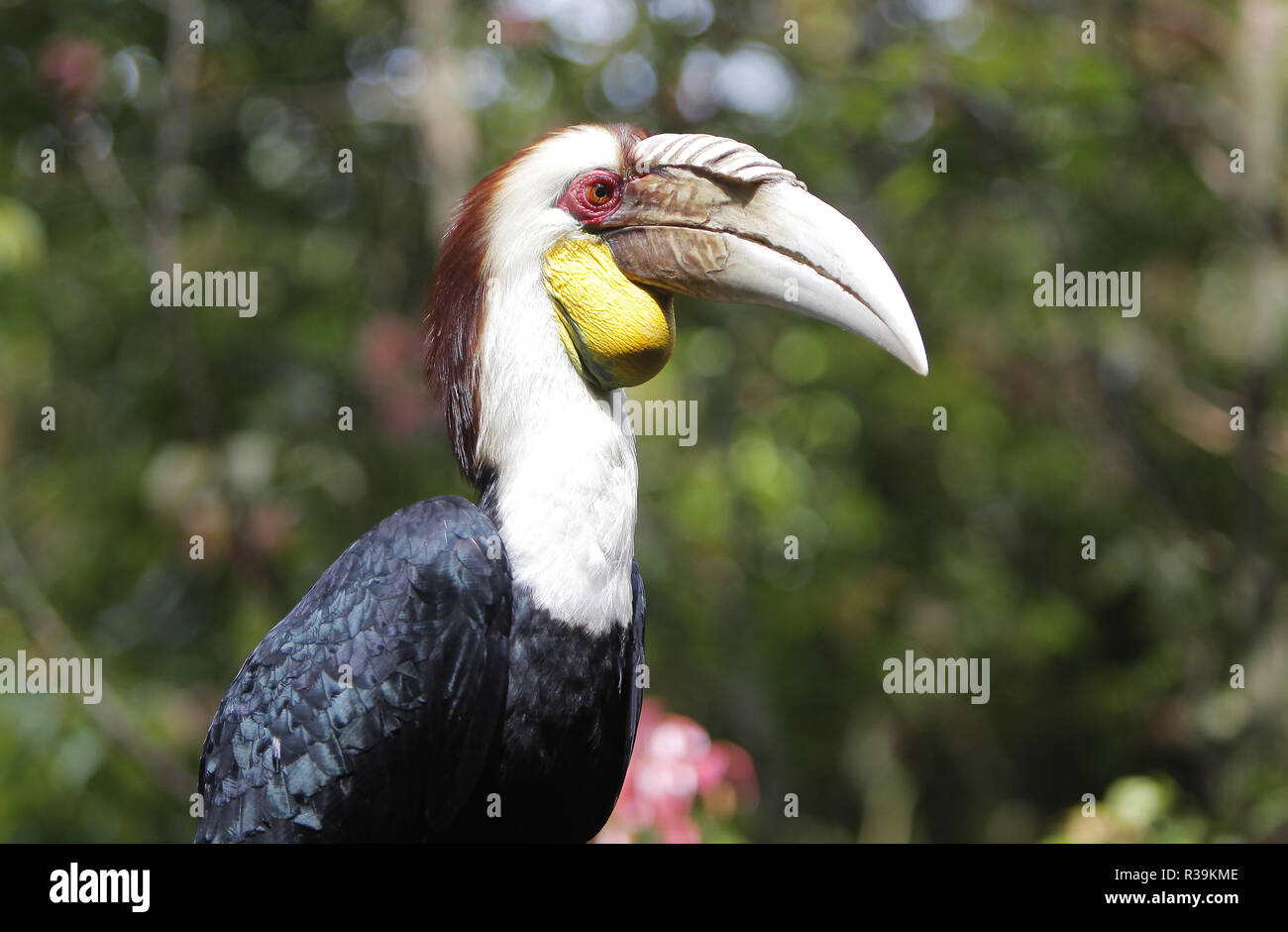 Bogor, West Java, Indonesia. 22nd Nov, 2018. A horn bill (Buceros bicornis)  is seen in the Taman Safari  park zoo (Taman Safari) Indonesia  has a large collection of wild and rare