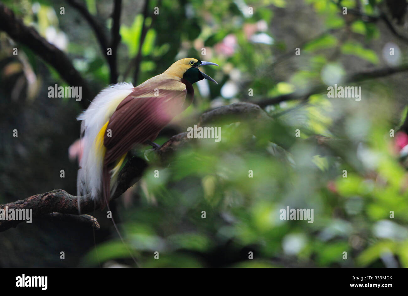 Bird of Paradise from Papua (Paradisaea rubra) is seen at the Taman Safari Zoo. Safari park zoo (Taman Safari) Indonesia has a large collection of wild and rare animals. Stock Photo