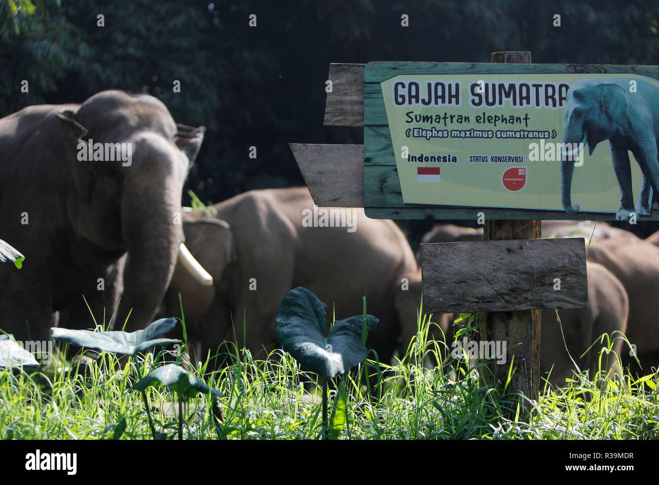 Sumatran Elephants Elephas Meximus Sumatranus Are Seen At