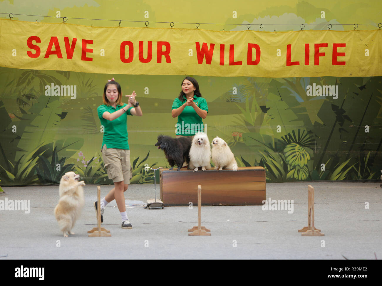 A ranger is seen playing tricks with a dog at the Safari Park Zoo ...