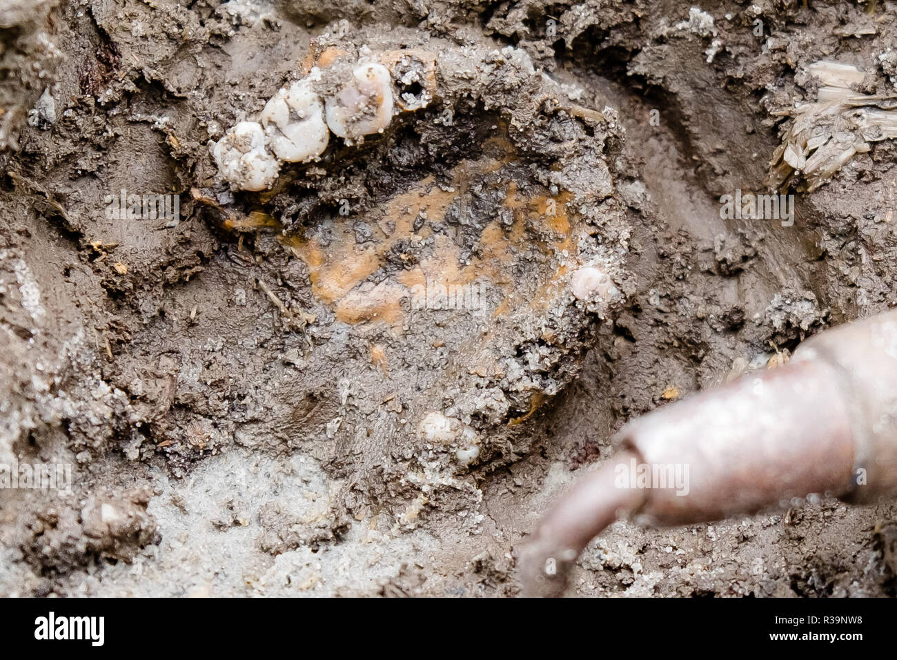 Oldenburg, Germany. 11th Sep, 2018. The part of a human jaw with teeth