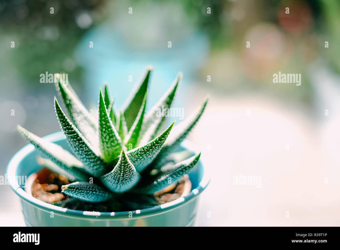 Beautiful green with white spots succulent Haworthia Fasciata on the metal flowerpot near window in bright sunny day. Home plants and ecology decoration. Selective focus, blurred background Stock Photo