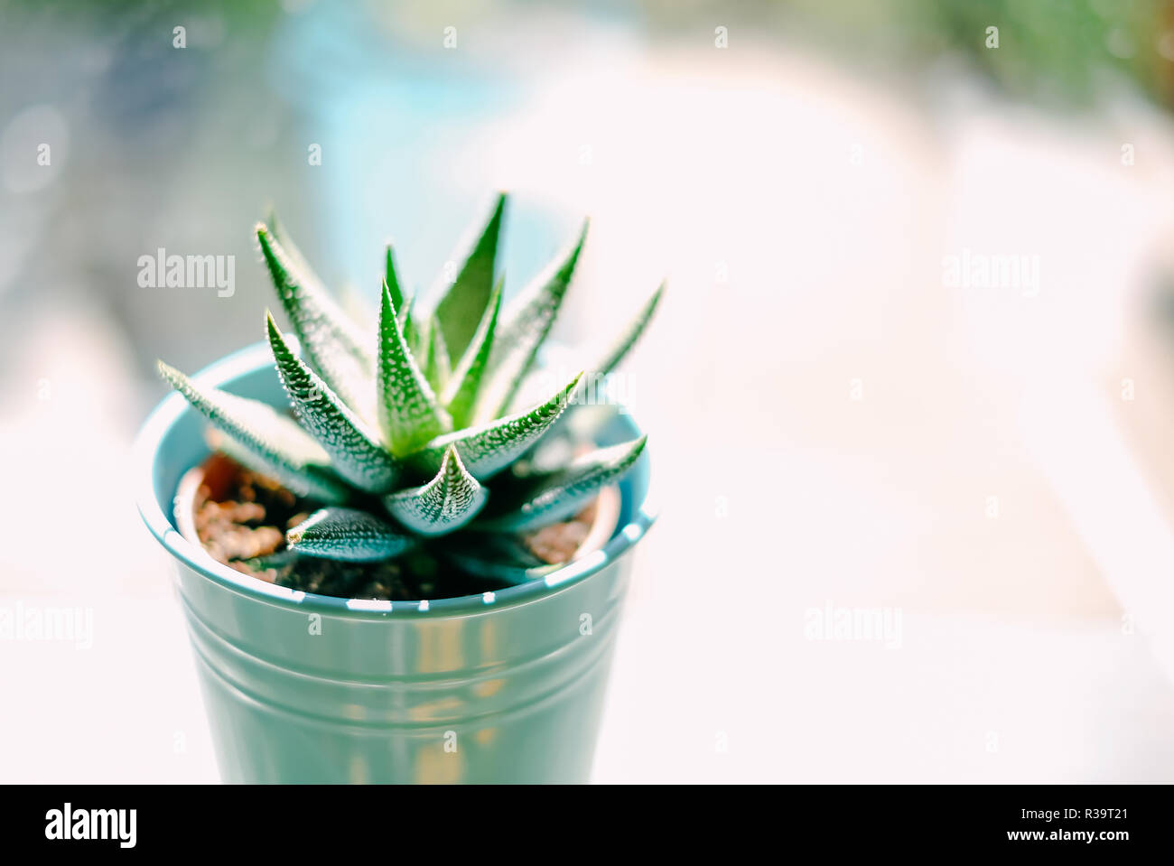Beautiful green with white spots succulent Haworthia Fasciata on the metal flowerpot near window in bright sunny day. Home plants and ecology decoration. Selective focus, blurred background Stock Photo