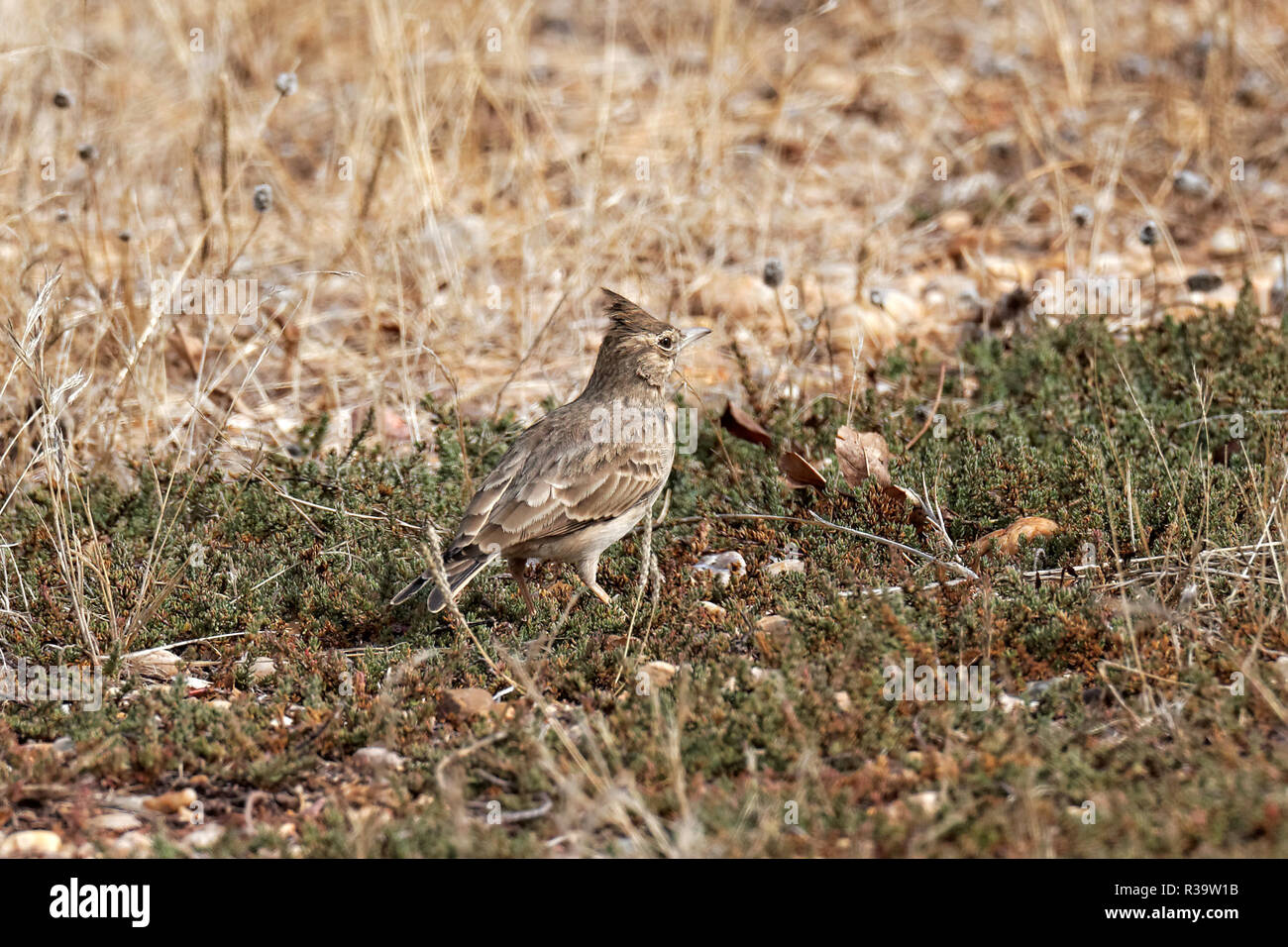 crested lark Stock Photo