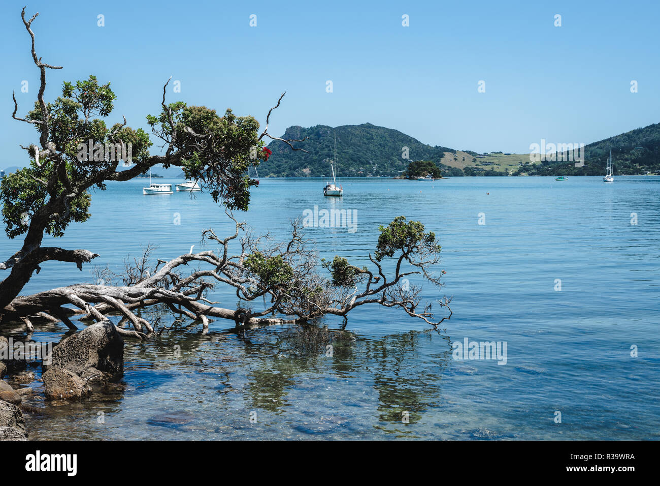 Beautiful see, sailing ships an lonely Pohutukawa tree, New Zealand Stock Photo
