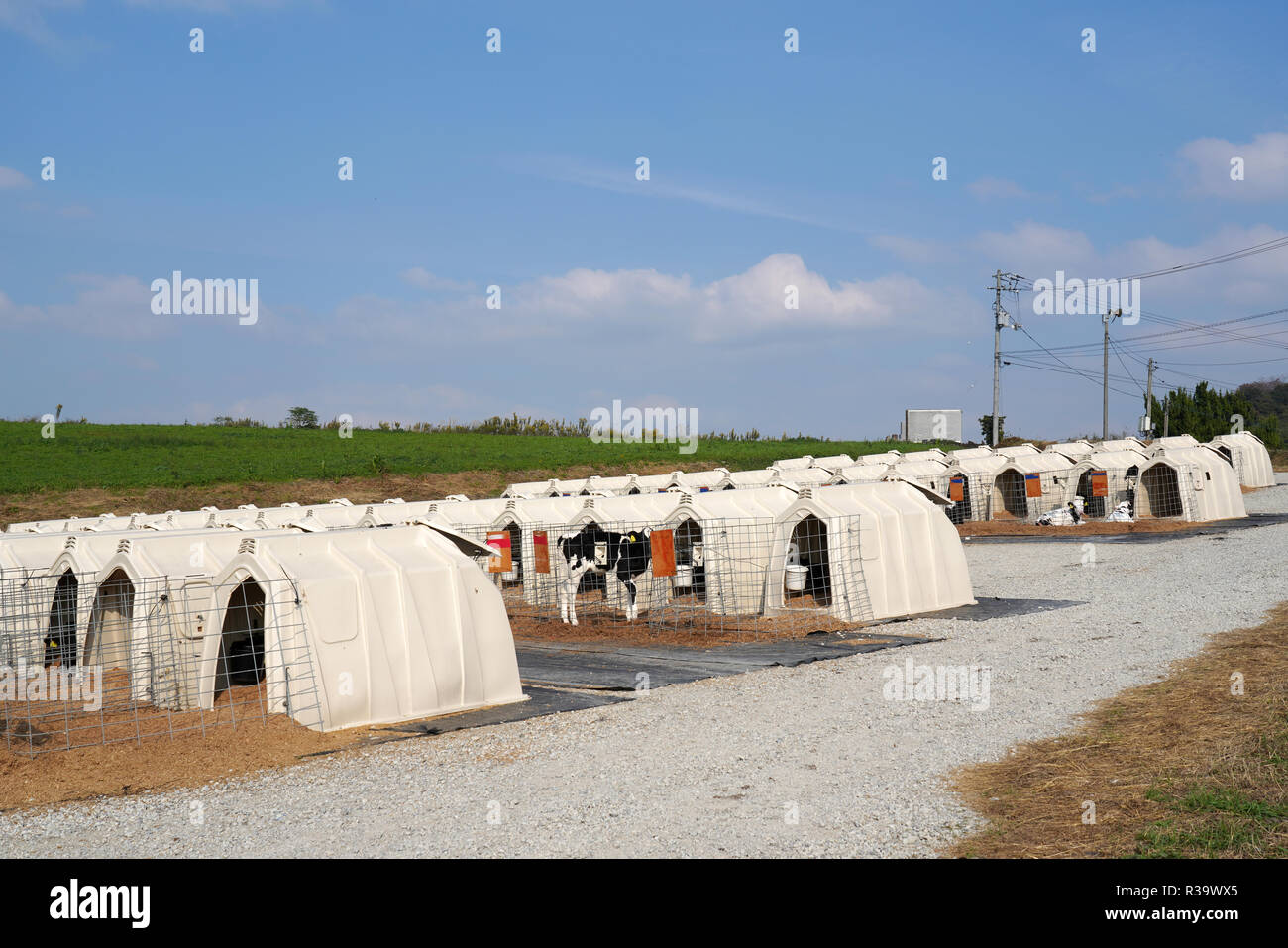 Row of corral for little calf, cow farm, dairy business Stock Photo