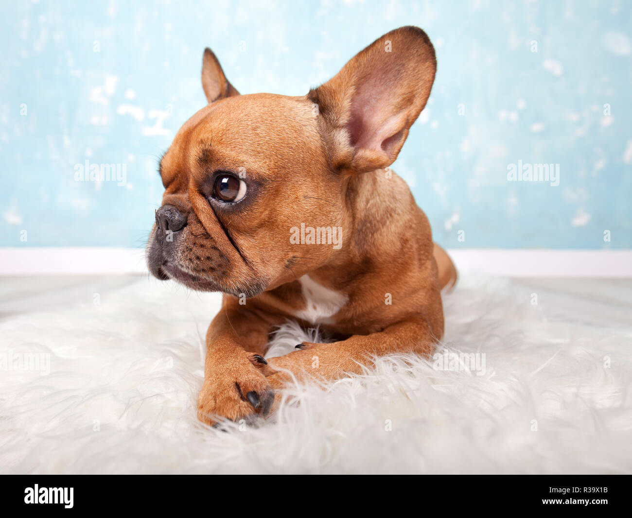 french bulldog small