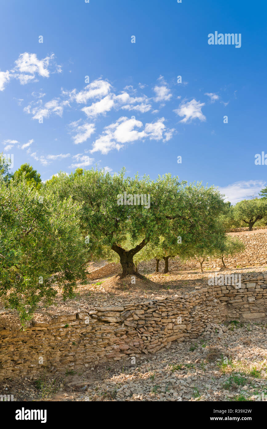 Olive grove fun hi-res stock photography and images - Alamy