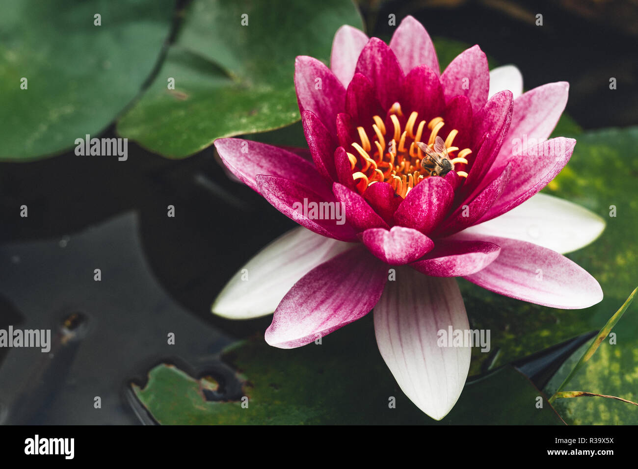 Lily silhouette hi-res stock photography and images - Alamy
