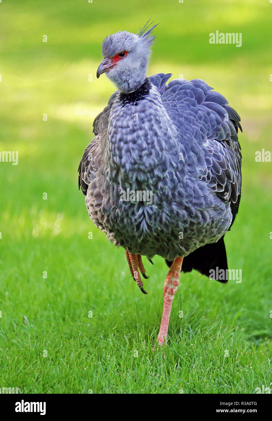 southern screamer chauna torquata Stock Photo Alamy