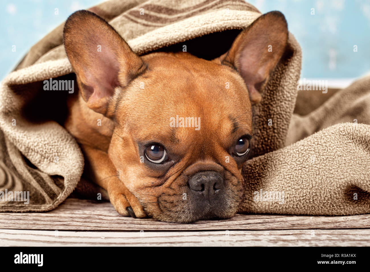 bulldog blanket Stock Photo