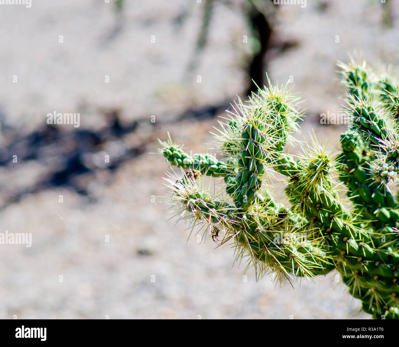 Cactus Bite High Resolution Stock Photography And Images Alamy
